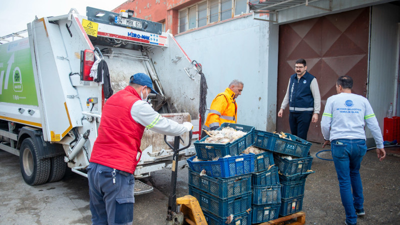 Seyhan Zabıtadan Depo Baskını: Yüzlerce ölü tavuk ele geçirildi