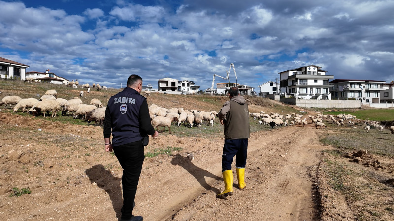 Sarıçam’da kent estetiğini bozan hayvancılık yapıları taşınıyor